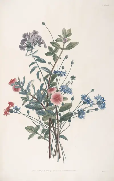 Bukett med rosa pervinca, utbredd flox och blåklint av Jean Louis Prévost