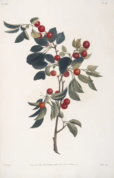 Branche de Cerise précoce av Jean Louis Prévost