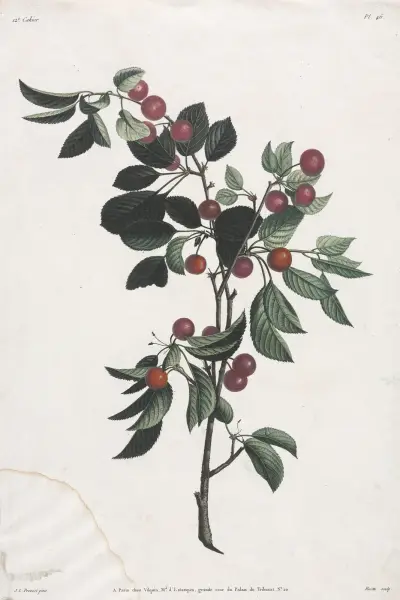 Branches de Cérises précoce av Jean Louis Prévost
