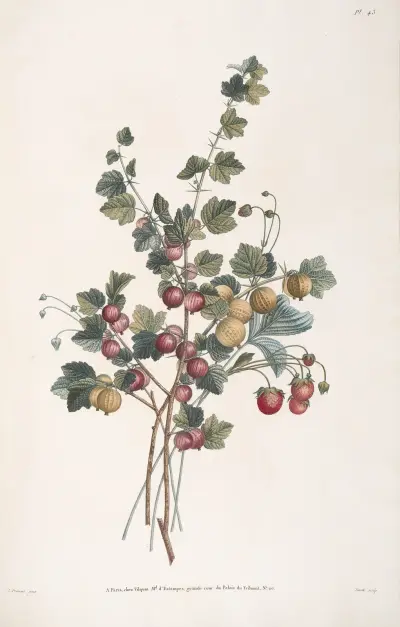 Etude de Groseiller épineux, et Fraise-Bigareau, ou Fausse Ananas av Jean Louis Prévost
