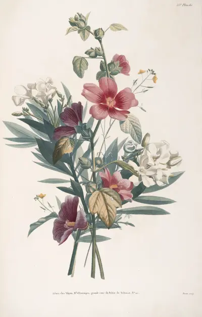 Etude de Lavatéra, Laurose blanc et Roquette av Jean Louis Prévost