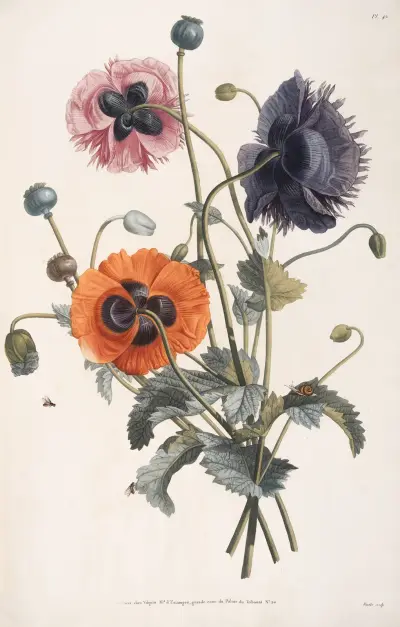 Etude de trois sortes de Pavots av Jean Louis Prévost