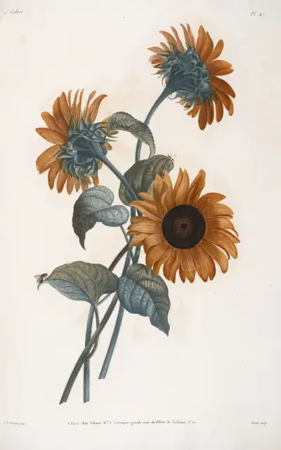 Studie av Héliante av Jean Louis Prévost