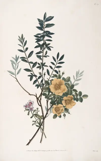 Studie av Olivier, gul ros och Mahonille eller Giroflée de Mahon av Jean Louis Prévost