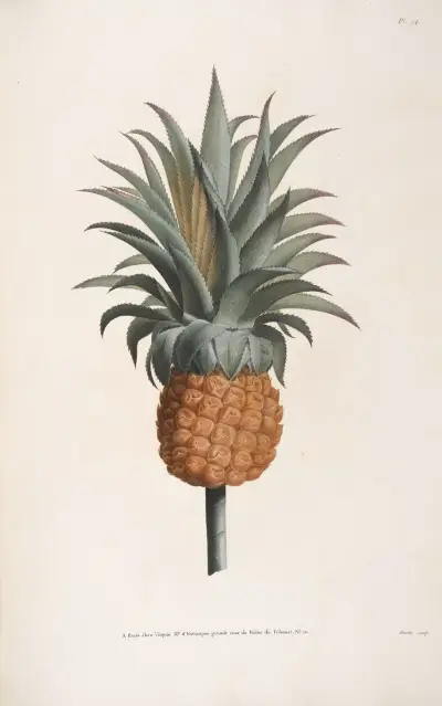 Studie av en ananas av Jean Louis Prévost