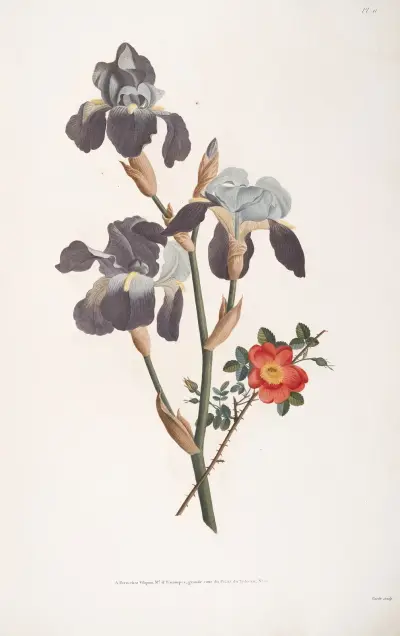Etudes d’Iris et Rose ponceau av Jean Louis Prévost