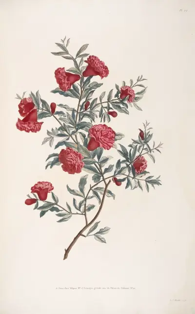 Rameau de Grenadier av Jean Louis Prévost