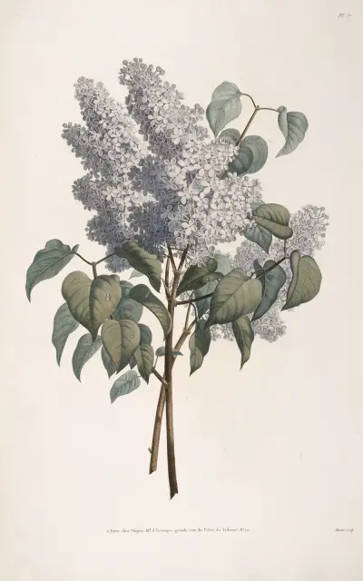 Rameau de Lilas av Jean Louis Prévost