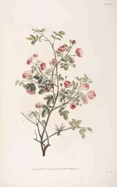 Rosenkvist av Jean Louis Prévost