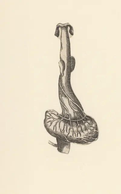 Esophagus and stomach av Lucas Kilian