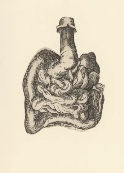 Intestinal tract av Lucas Kilian