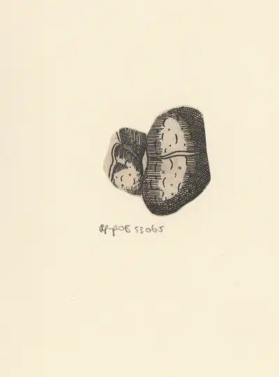 Kidney – nr 1 av Lucas Kilian