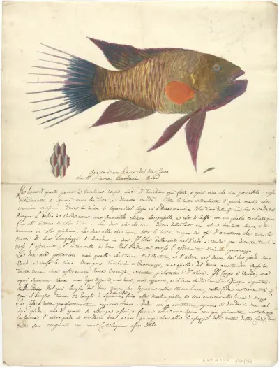 A Fish from the Red Sea av Luigi Balugani