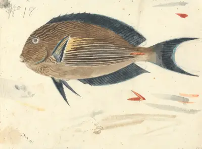 Ryba – č. 1, Luigi Balugani