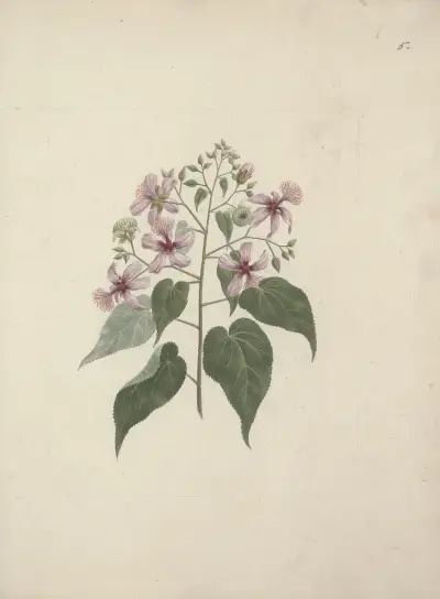 Abutilon longicuspe A. Rich. (Abutilon), Luigi Balugani