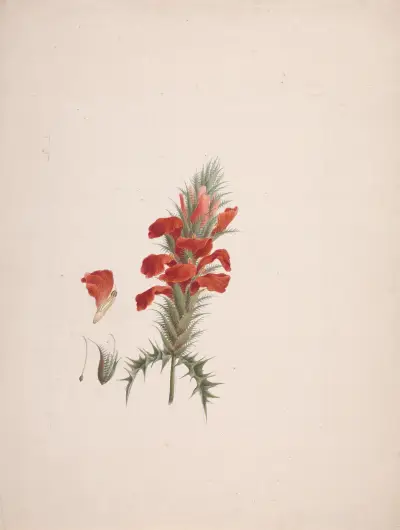 Acanthus Sennii Chiov. av Luigi Balugani