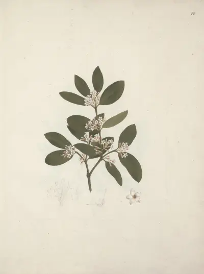 Acokanthera schimperi (DC) Schweinfurth, Luigi Balugani