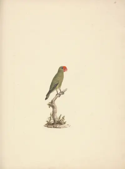 Agapornis taranta (Papoušek etiopský), Luigi Balugani