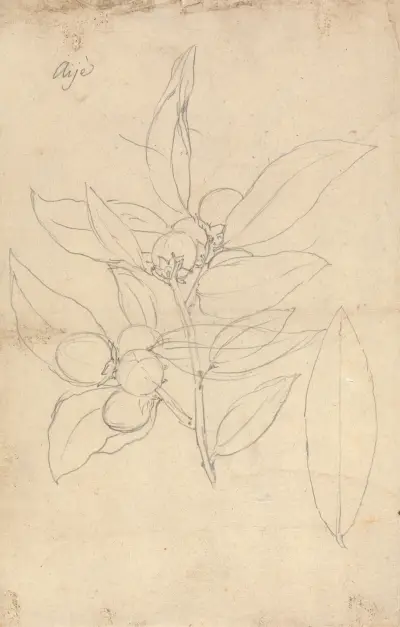 Aije (Diospyros mespiliformis), Luigi Balugani
