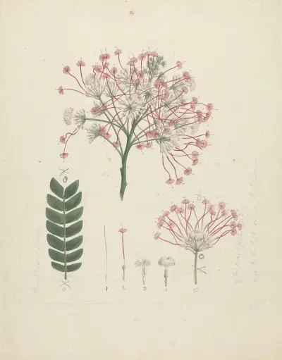 Albizia gummifera (J.F. Gmel.) C.A. Sm. (Gummy Albizia Tree) – nr 2 av Luigi Balugani