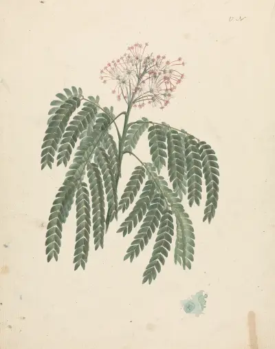 Albizia gummifera (J.F.Gmel.) C.A. Sm. (Gummy Albizia Tree) – nr 1 av Luigi Balugani
