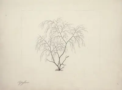 Řasa, neurčený druh (mořská tráva), Luigi Balugani