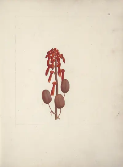 Aloe macrocarpa Todaro (Aloe), Luigi Balugani