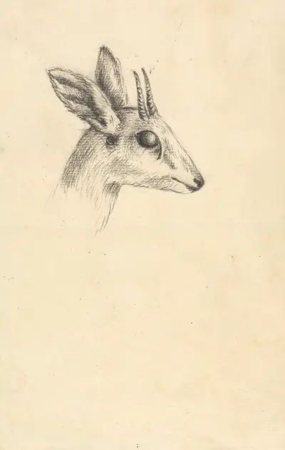Hlava antilopy, Luigi Balugani