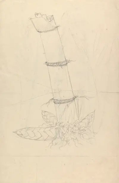 Arundinaria alpina, Luigi Balugani