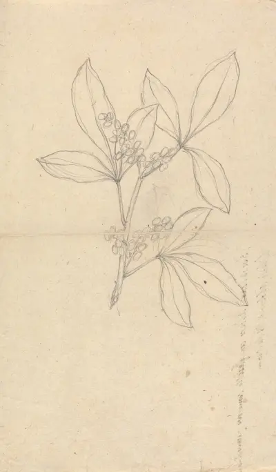 Beidelsar (Asclepias procera), Luigi Balugani