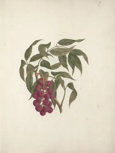 Bersame abyssinica Fresen., Luigi Balugani
