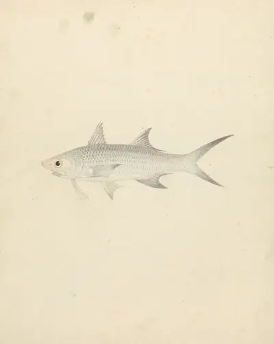Binney; number one (a fish) av Luigi Balugani