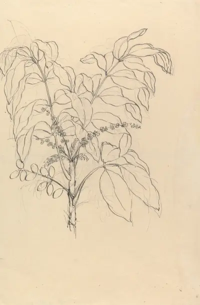 Brucea antidysenterica – č. 1, Luigi Balugani
