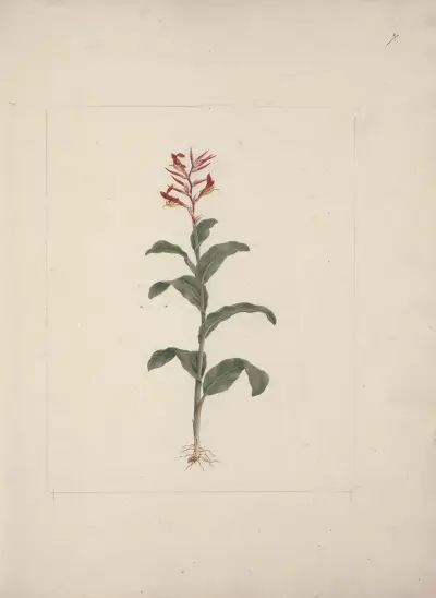 Canna bidentata (kannalilje), Luigi Balugani