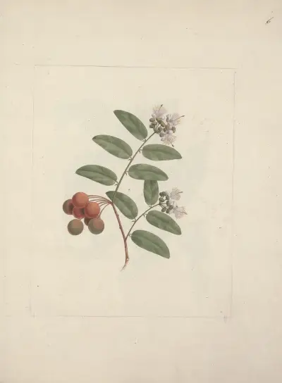 Capparis tomentosa Lam. (Kaper), Luigi Balugani