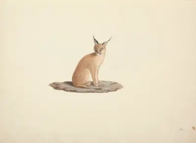 Caracal caracal (pouštní rys), Luigi Balugani