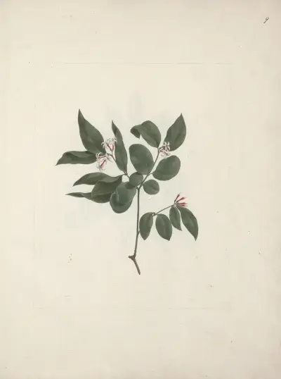 Carissa edulis (Forssk) Vahl., Luigi Balugani