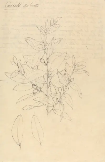 Carratt (Osyris lanceolata), Luigi Balugani