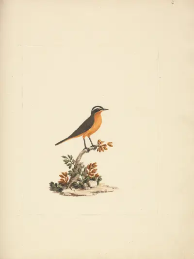 Cassypha semirufa (Ruppell’s Robin Chat), Luigi Balugani