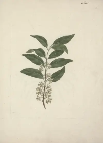 Catha edulis Forssk. (Khat), Luigi Balugani