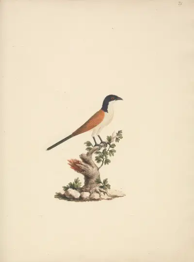 Centropus monachus (sporrgök blåhuvad), Luigi Balugani