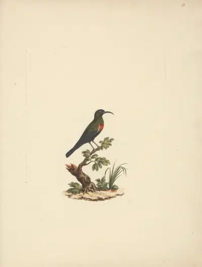 Chalcomitra senegalensis (Scarlet Chested Sunbird) 2 av Luigi Balugani