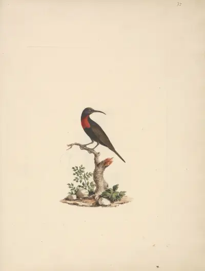 Chalcomitra senegalensis (Scarlet Chested Sunbird) av Luigi Balugani