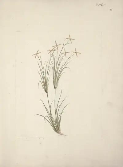Chloris (Rhodes Grass), Luigi Balugani