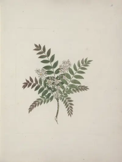 Clausena anisata (Willd) Benth. (Mosquito Plant) av Luigi Balugani