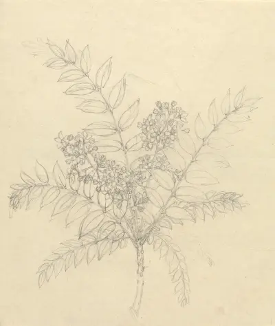 Clausena anisata, Luigi Balugani