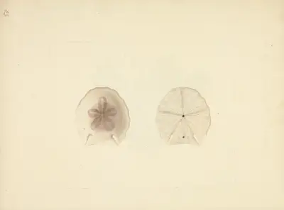 Clypeasteroida (Mořský dolar), Luigi Balugani