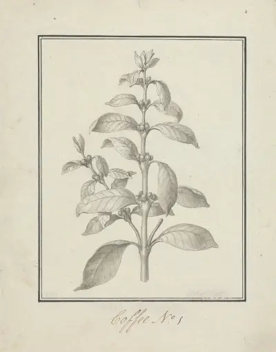 Coffea arabica L. (Arabica Coffee); finished drawing of leafy shoot and berries av Luigi Balugani