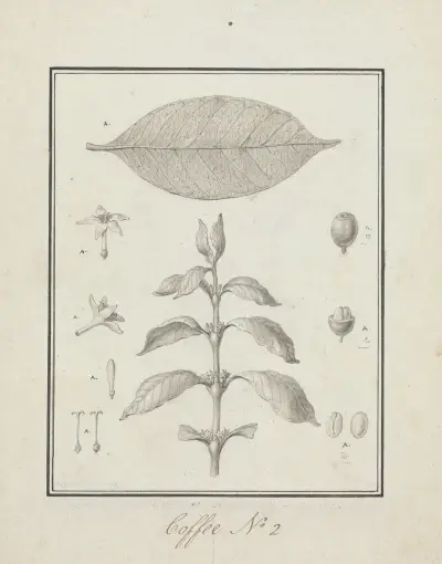 Coffea arabica L. (Arabica Coffee) av Luigi Balugani