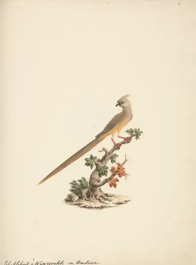 Colius striatus (Speckled Mousebird), Luigi Balugani